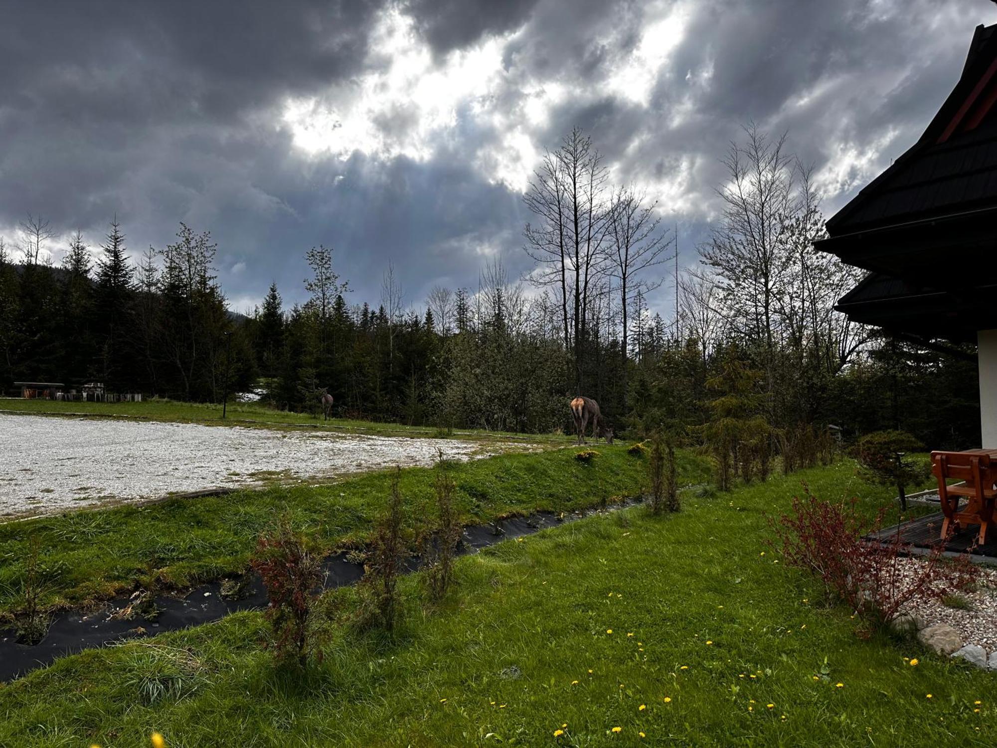 Apartamenty Willa Nika Zakopane Exteriör bild